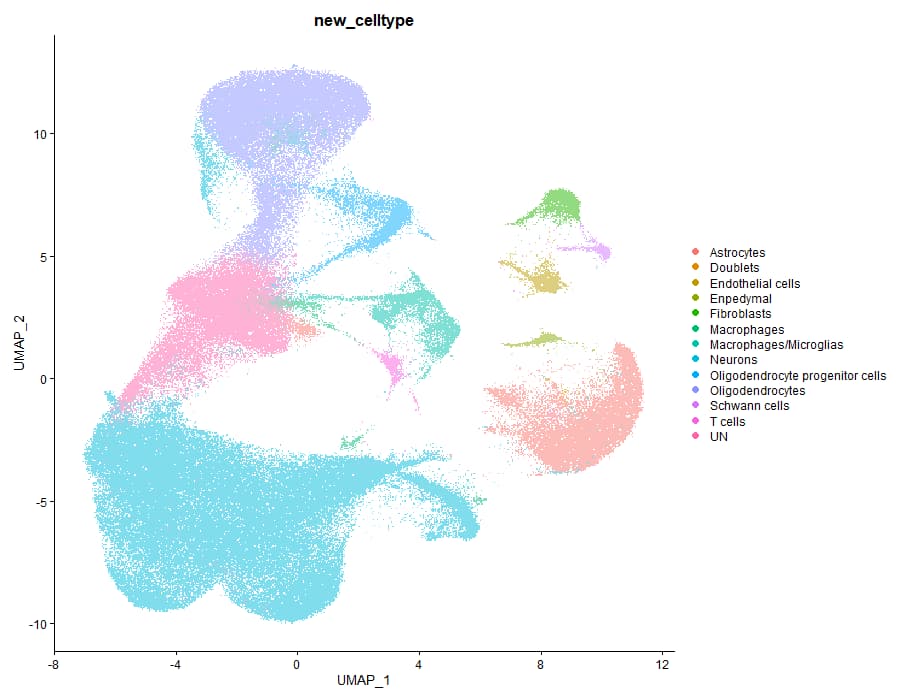 New cell type UMAP clustering