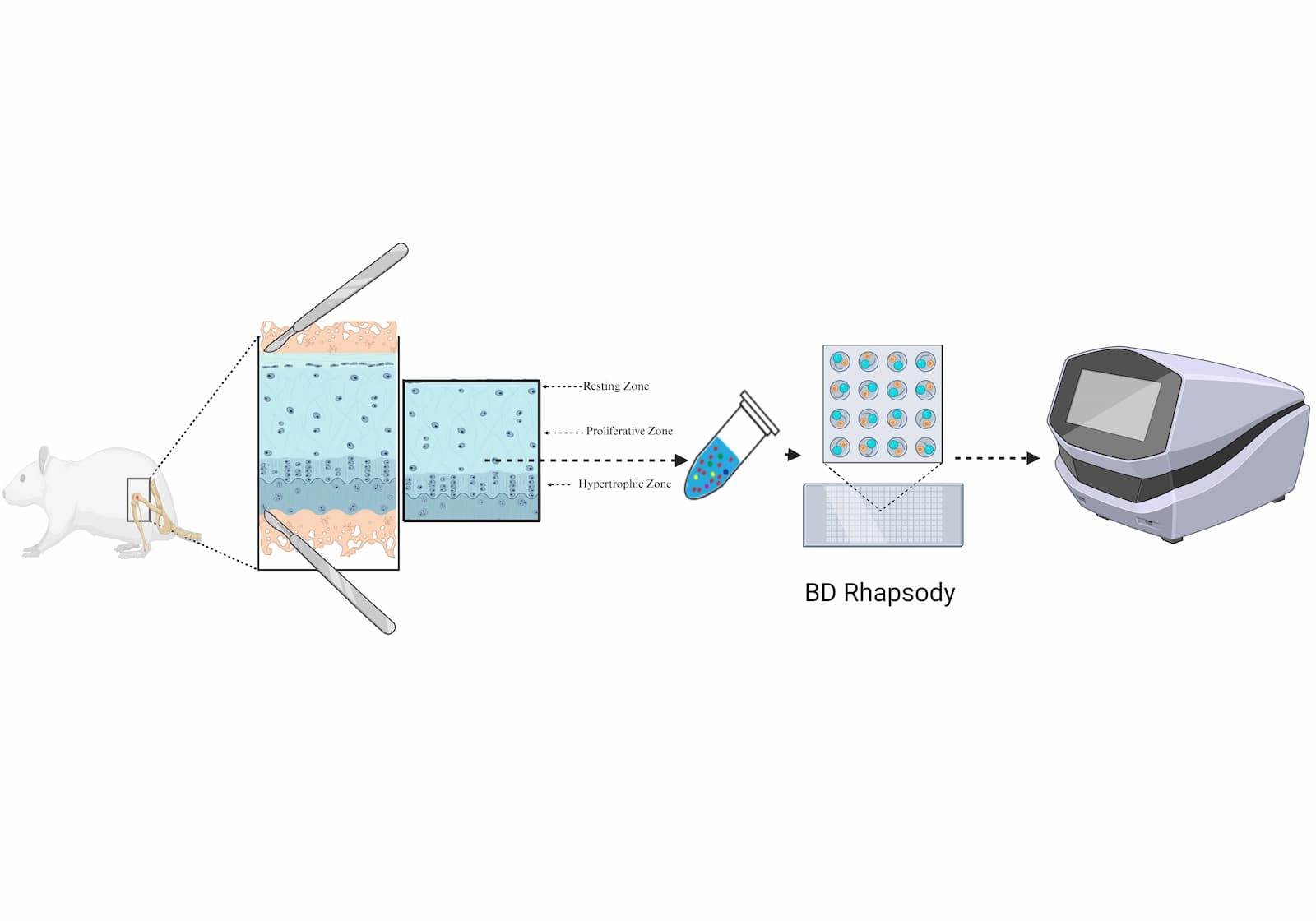 Growth plate normal sample overview